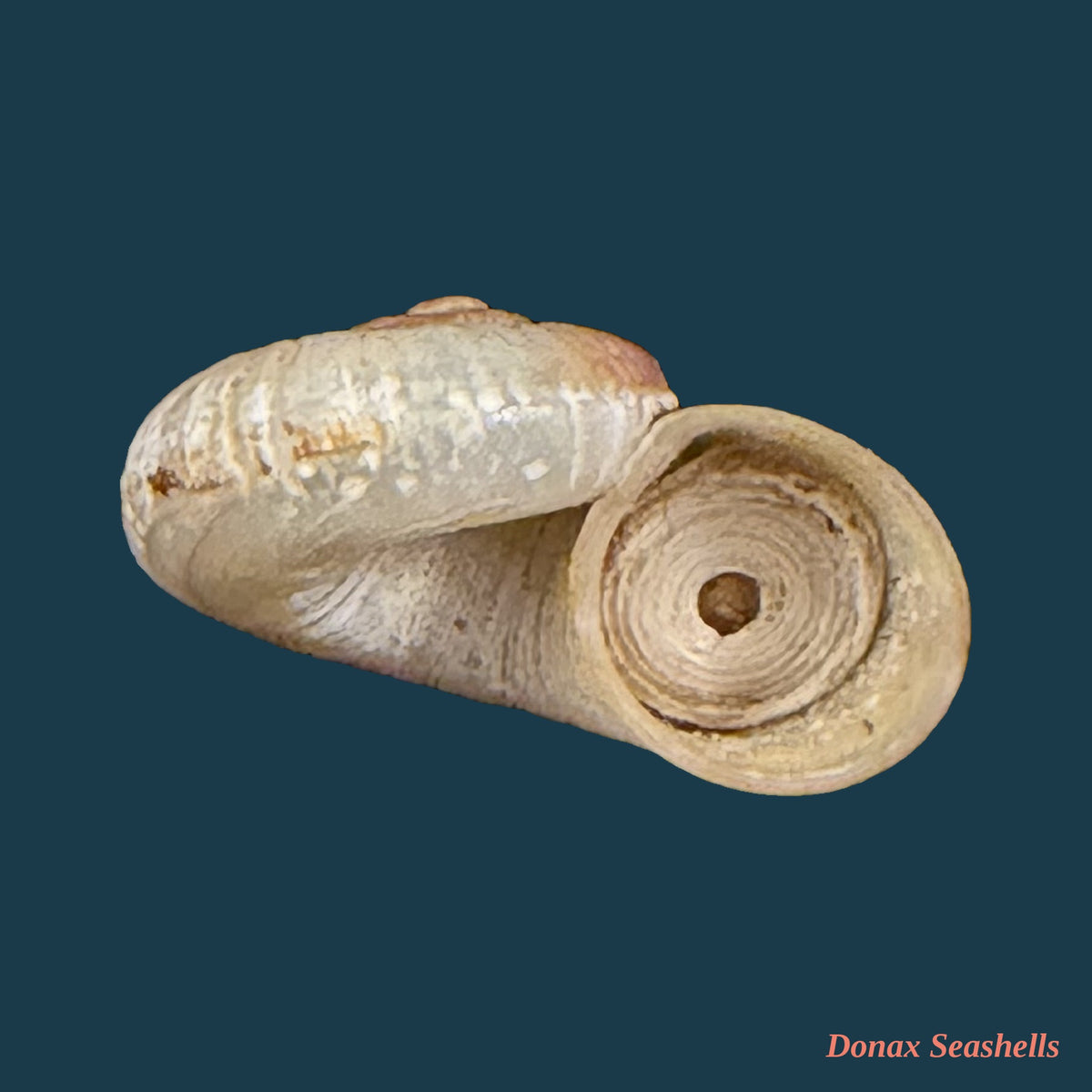 Neocyclotus prominulus (A. d'Orbigny, 1838) - 15,5mm