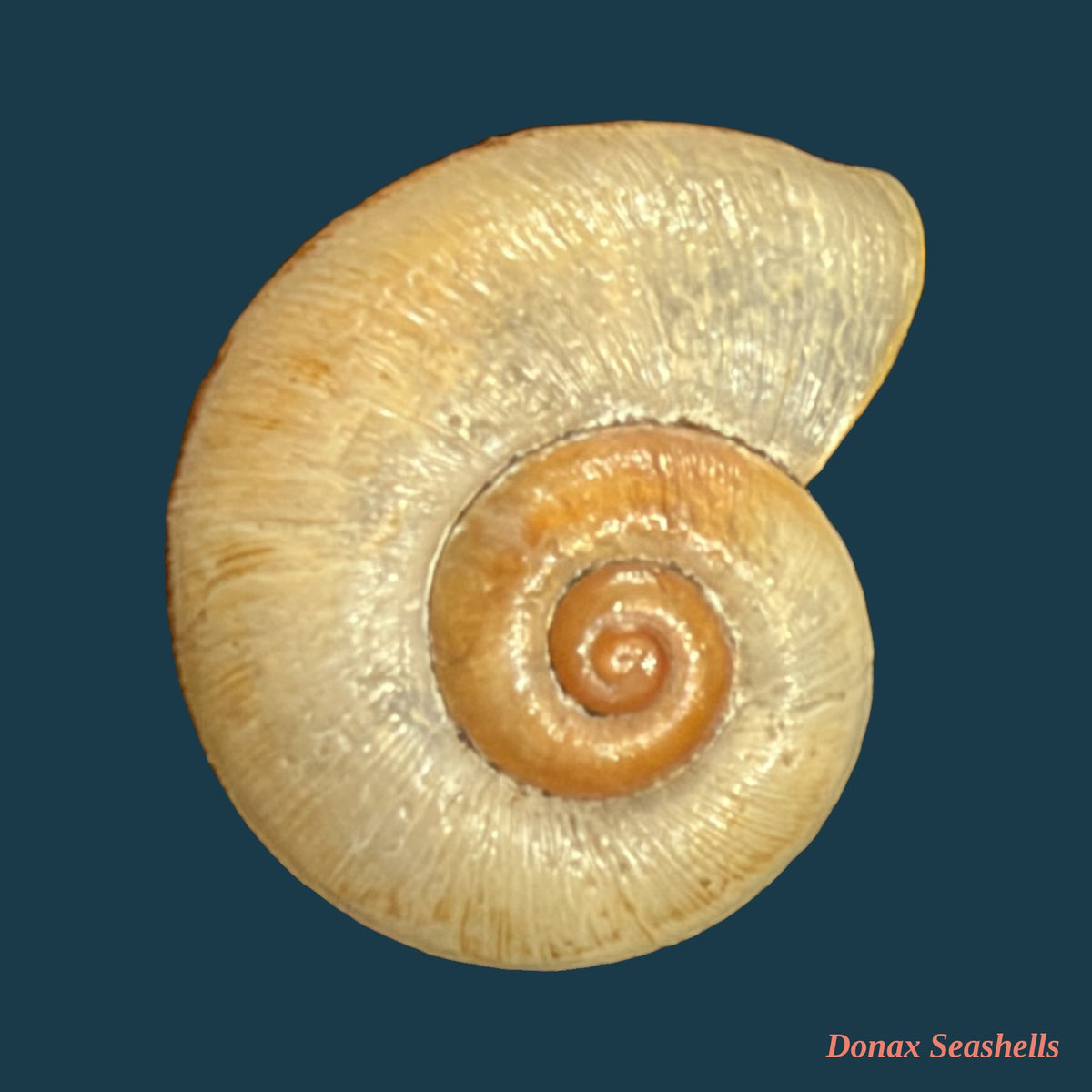 Neocyclotus prominulus (A. d'Orbigny, 1838) - 17,5mm