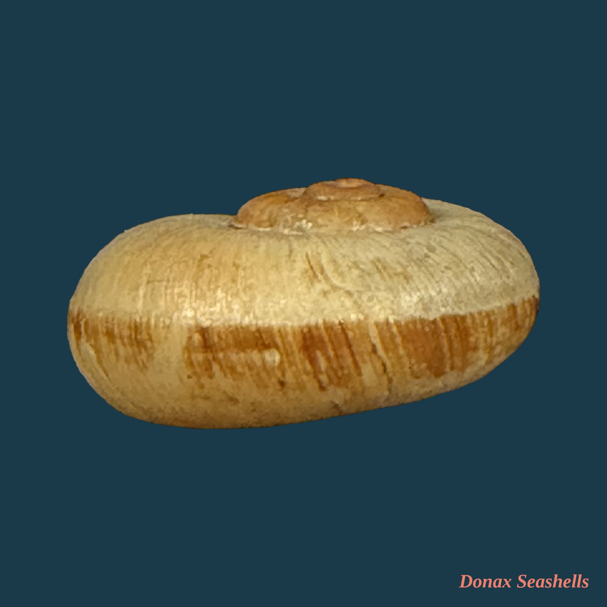 Neocyclotus prominulus (A. d'Orbigny, 1838) - 17,5mm