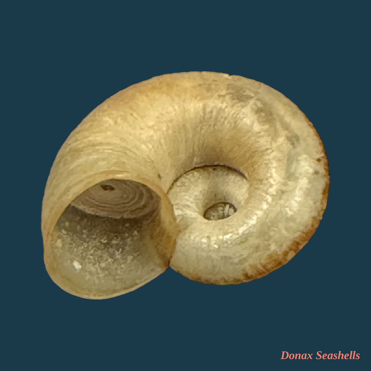 Neocyclotus prominulus (A. d'Orbigny, 1838) - 17,5mm