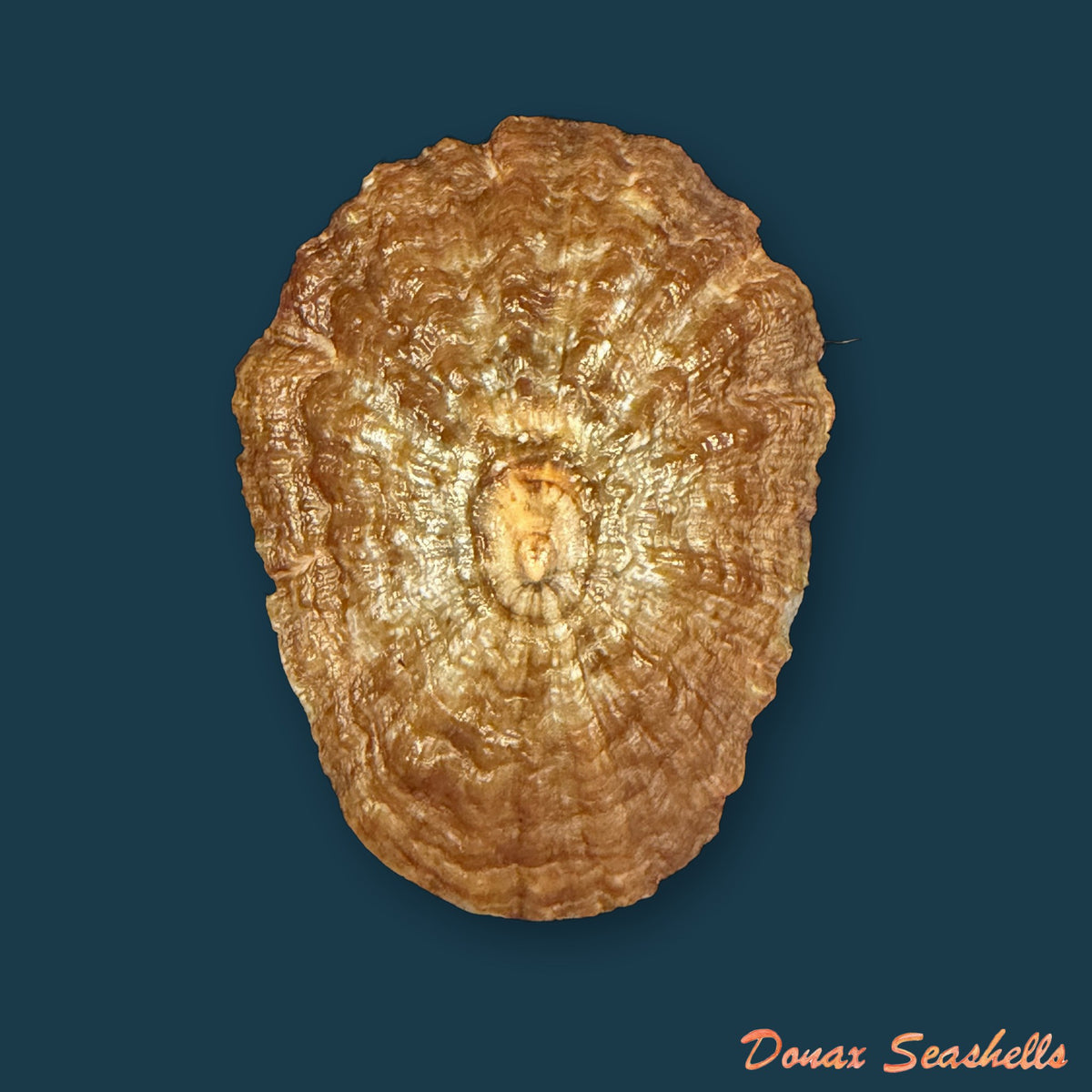 Patella gomesii Drouët, 1858 - 46,6mm