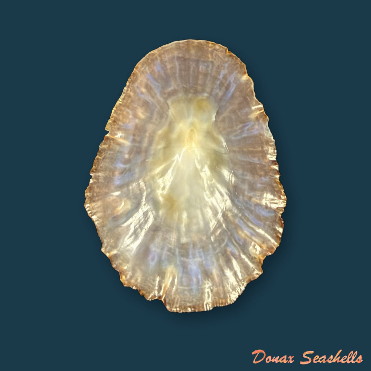 Patella gomesii Drouët, 1858 - 46,6mm
