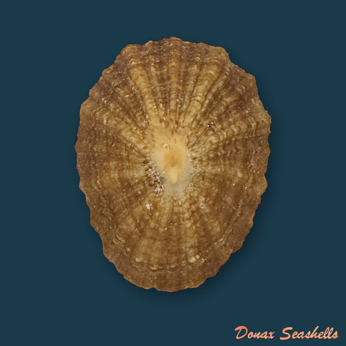 Patella gomesii Drouët, 1858 - 45,9mm