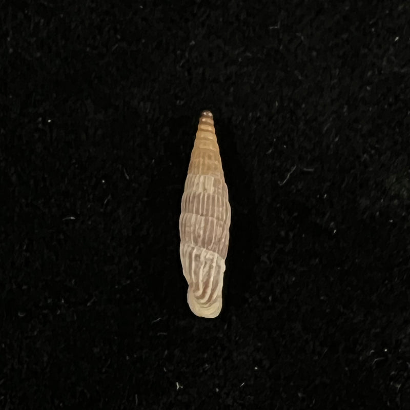Albinaria eburnea glabella (L. Pfeiffer, 1865) - 19,7mm