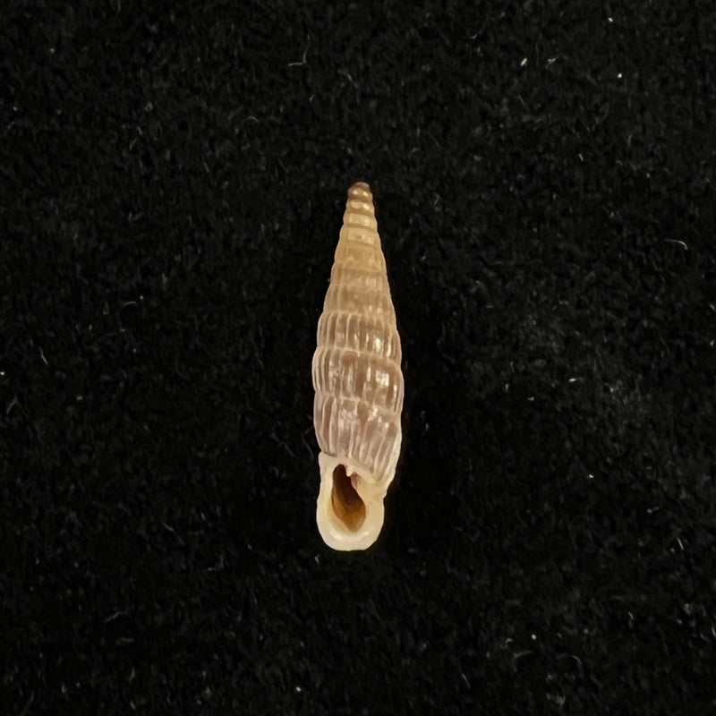 Albinaria praeclara rudis (L. Pfeiffer, 1864) - 16,3mm