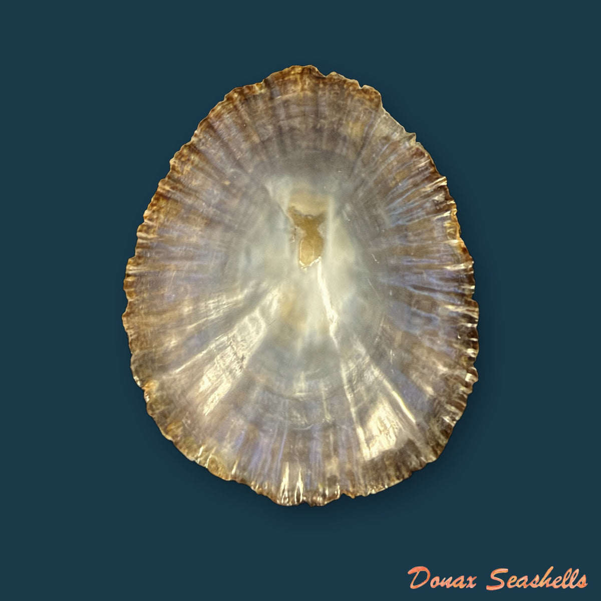 Patella gomesii Drouët, 1858 - 45,9mm