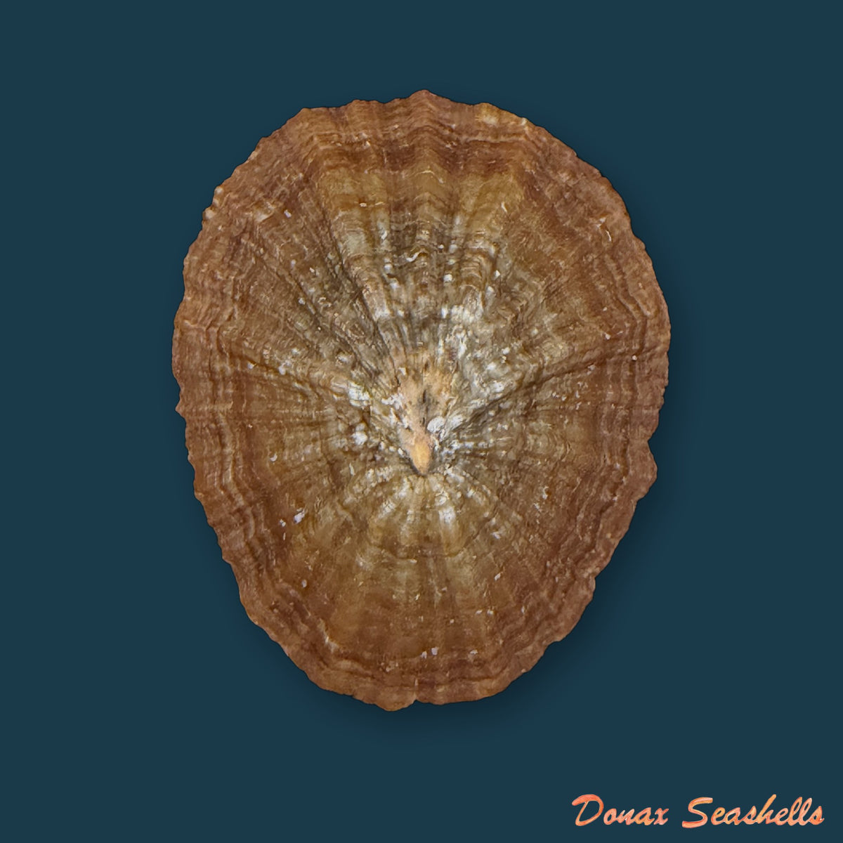 Patella gomesii Drouët, 1858 - 43,2mm