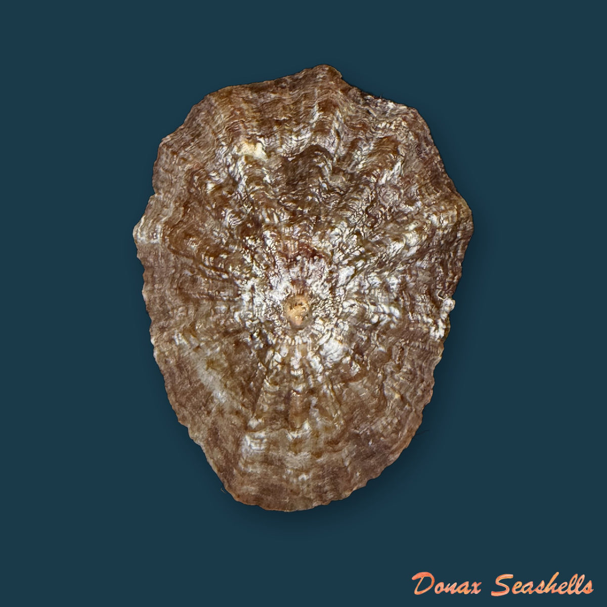 Patella gomesii Drouët, 1858 - 44,5mm