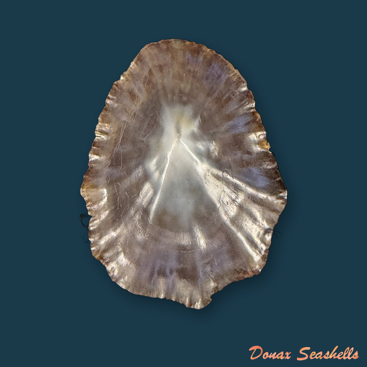 Patella gomesii Drouët, 1858 - 44,5mm