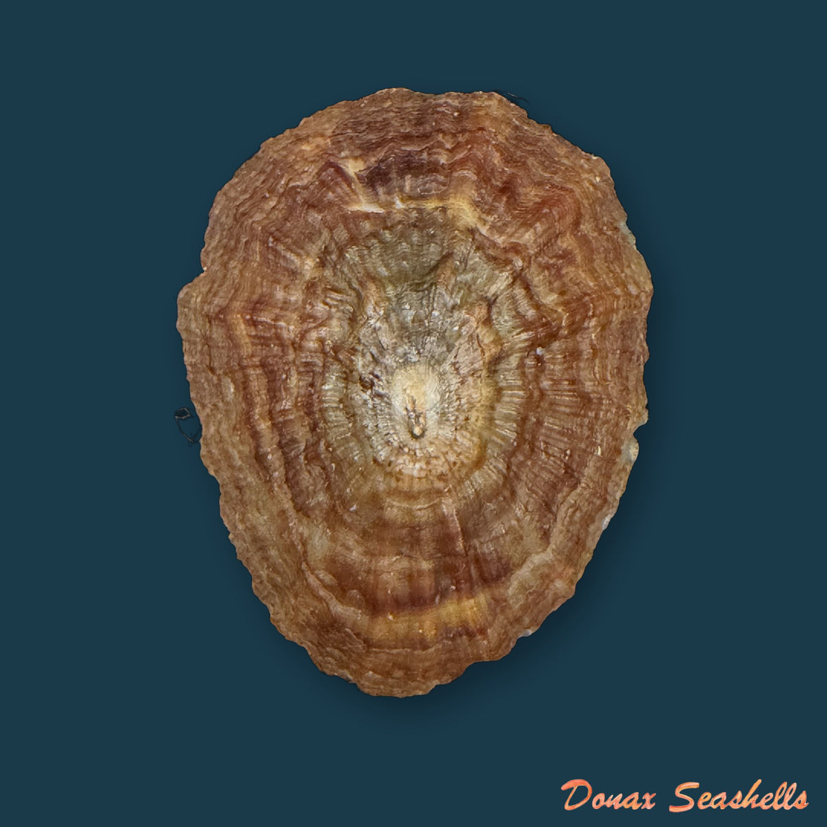 Patella gomesii Drouët, 1858 - 46,8mm