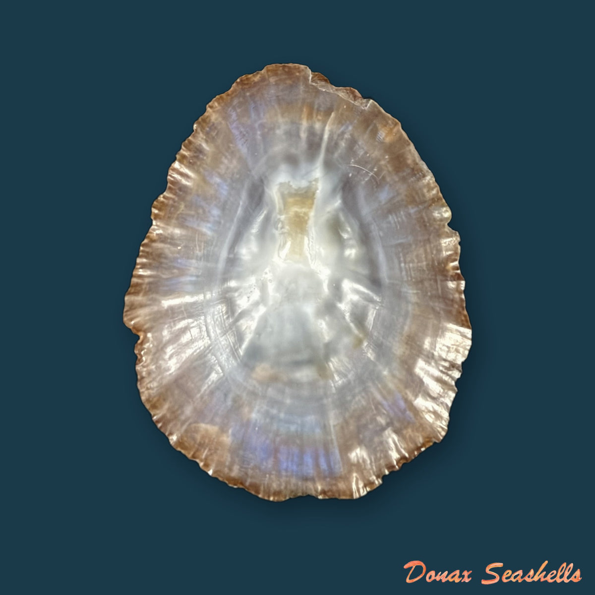 Patella gomesii Drouët, 1858 - 46,8mm