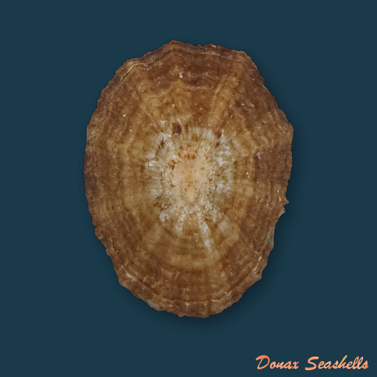 Patella gomesii Drouët, 1858 - 44,2mm