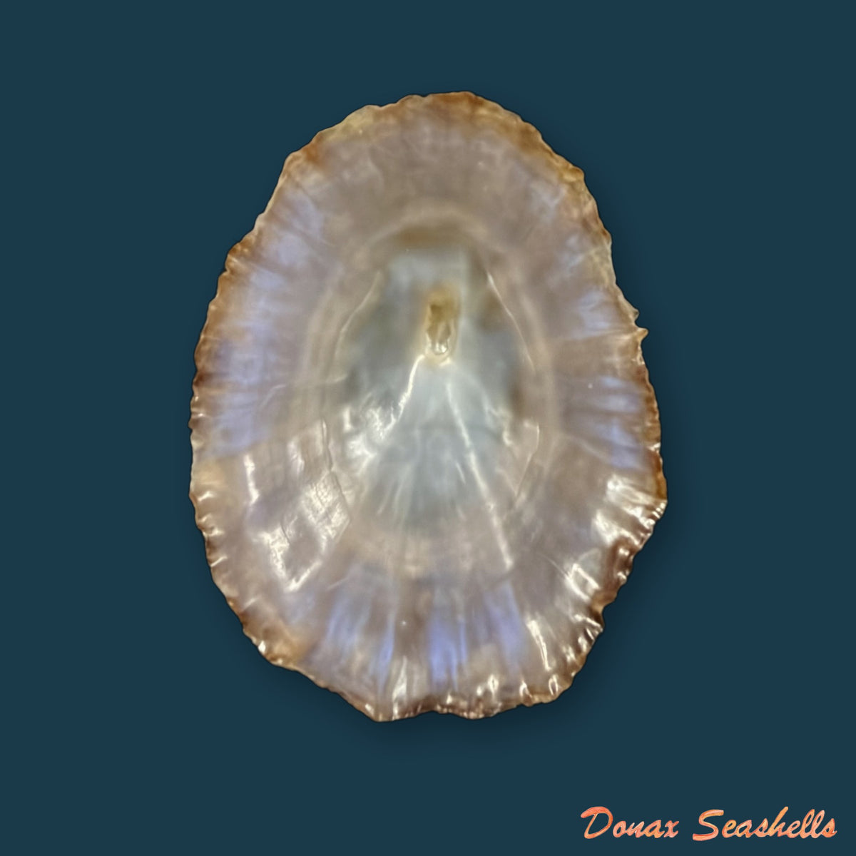 Patella gomesii Drouët, 1858 - 44,2mm