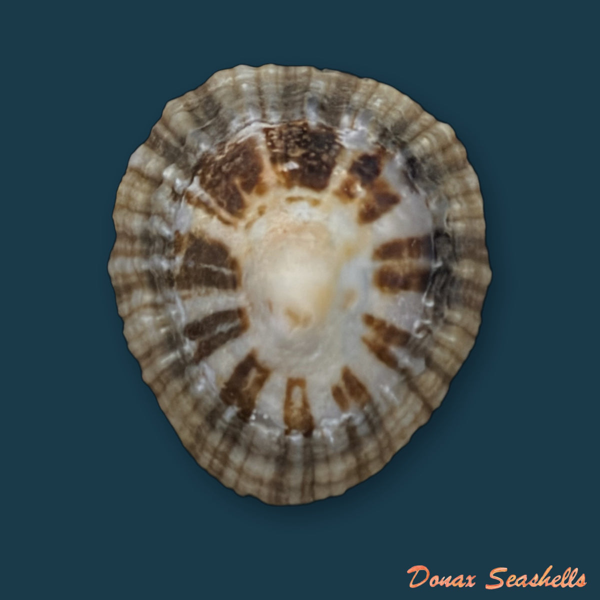 Patella depressa Pennant, 1777 - 36,6mm