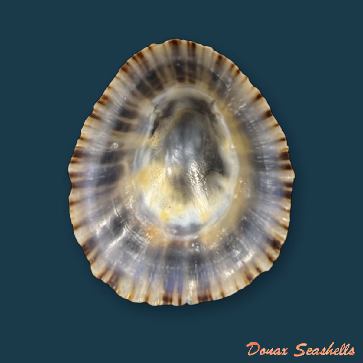 Patella depressa Pennant, 1777 - 36,6mm