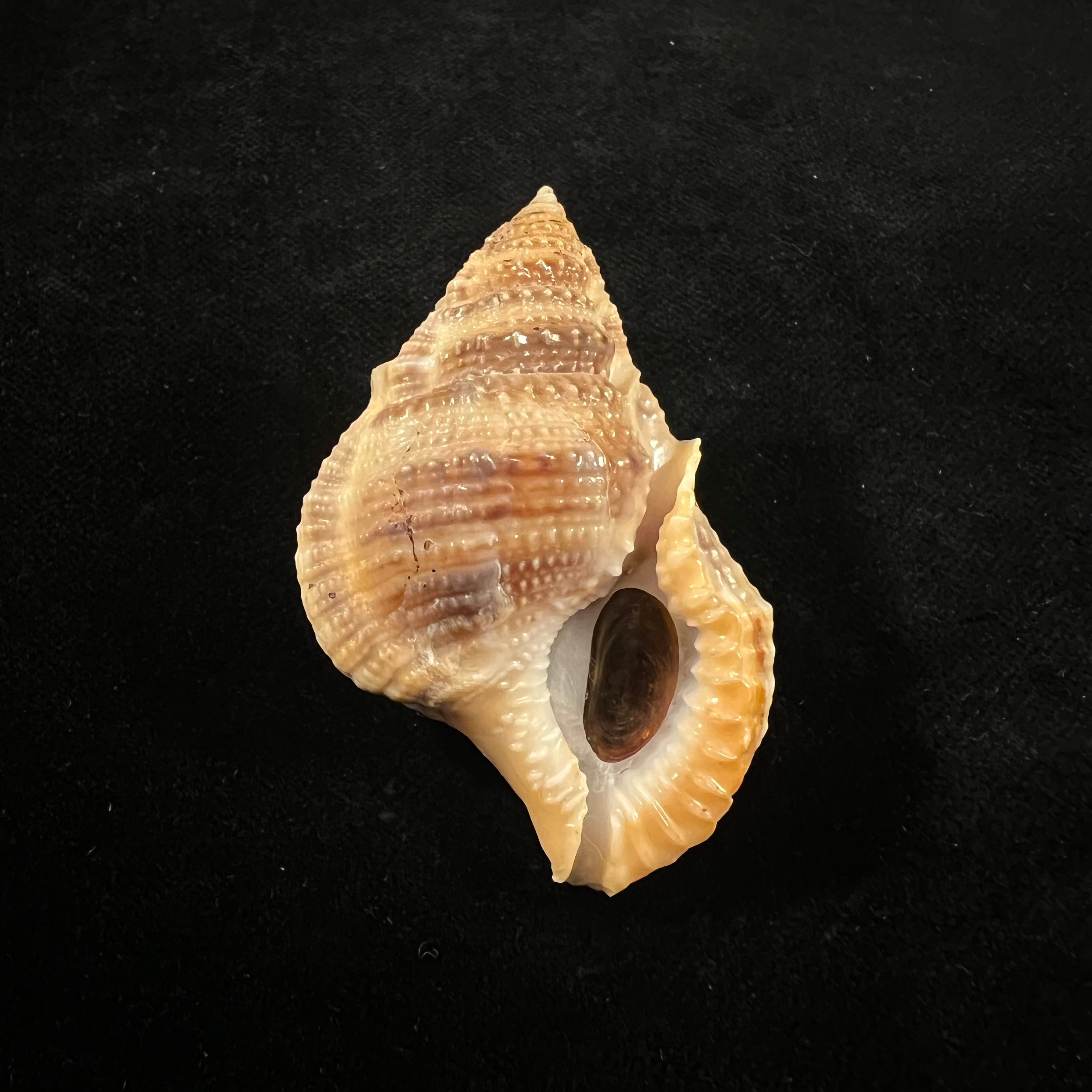 Marsupina bufo (Bruguière, 1792) - 58,2mm