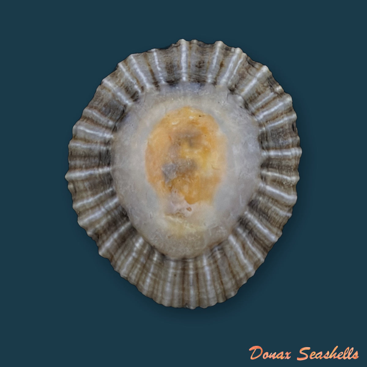 Patella depressa Pennant, 1777 - 36,6mm