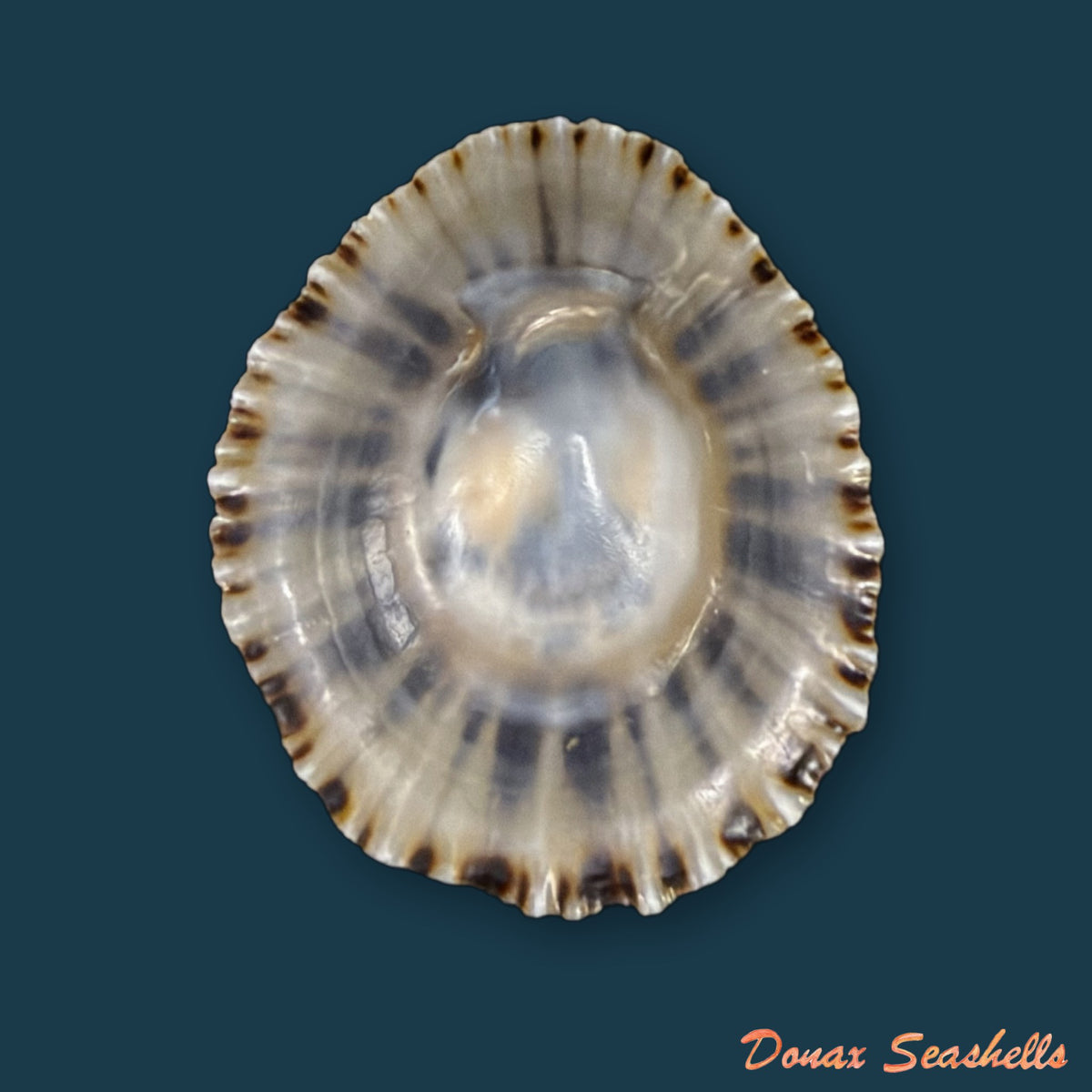 Patella depressa Pennant, 1777 - 36,6mm