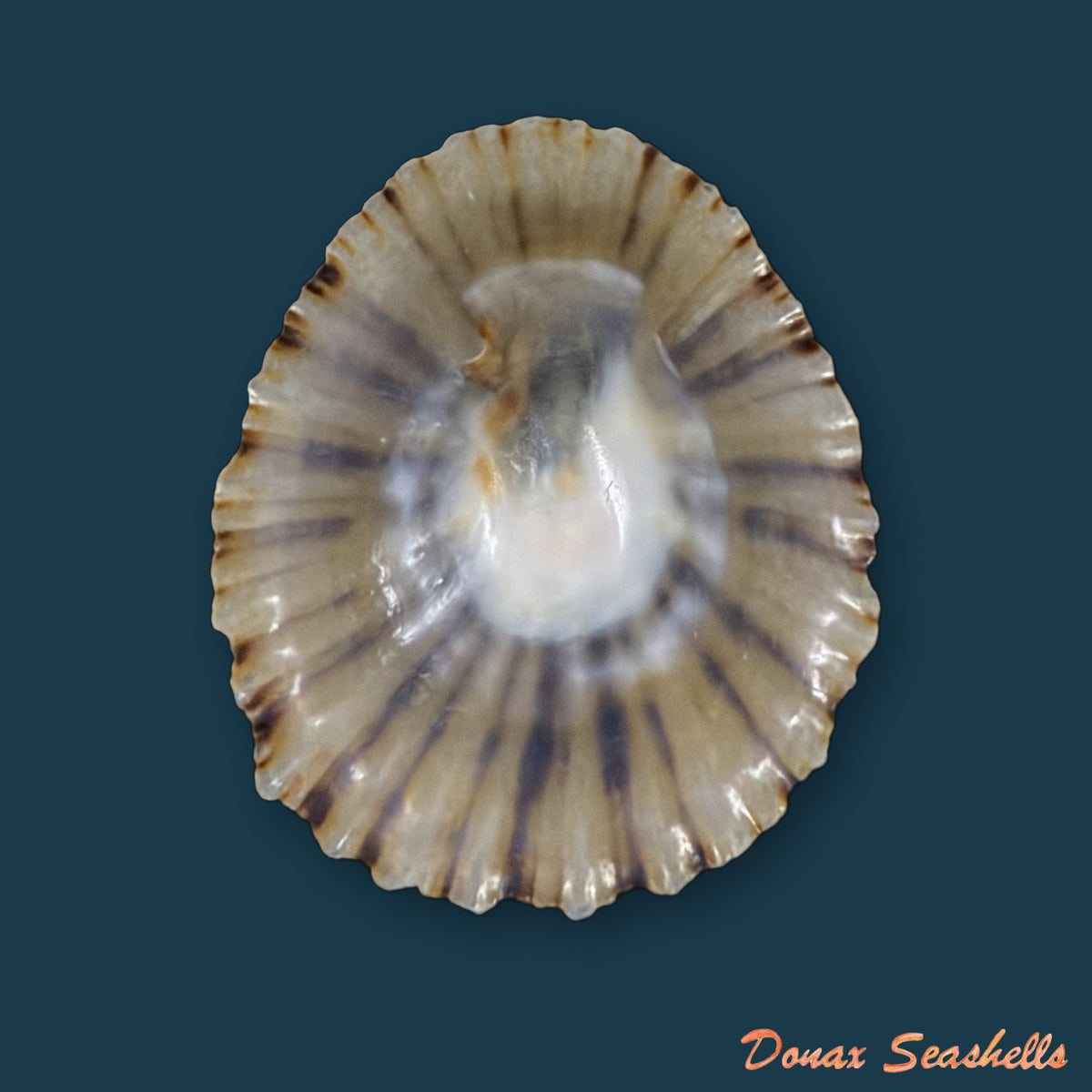 Patella depressa Pennant, 1777 - 35,6mm