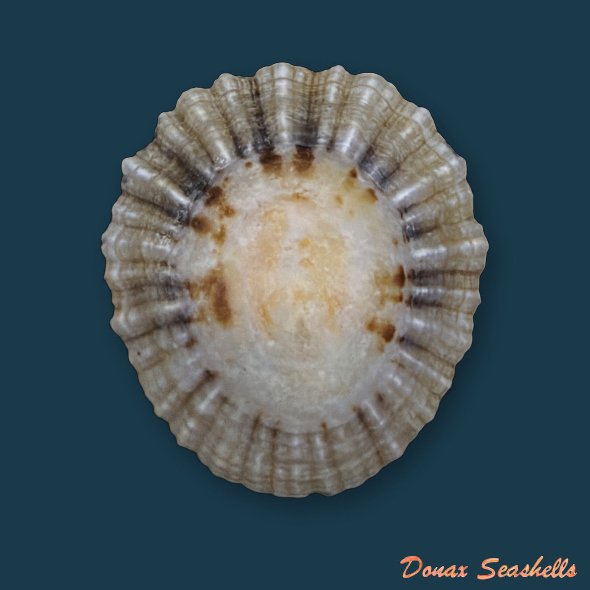Patella depressa Pennant, 1777 - 34,1mm
