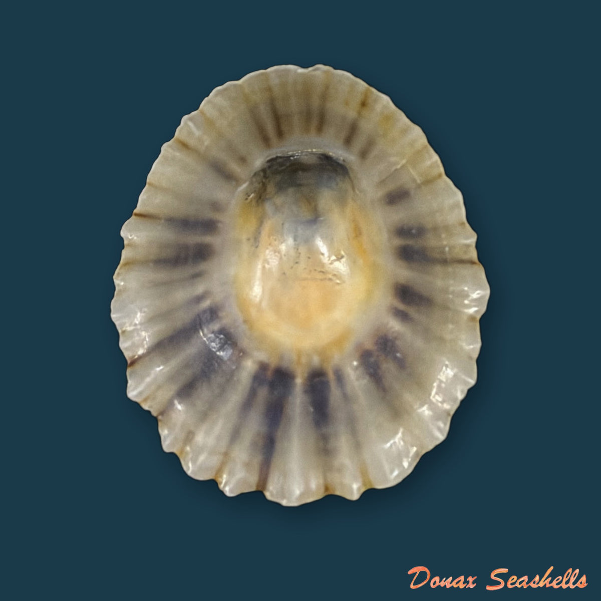 Patella depressa Pennant, 1777 - 34,1mm