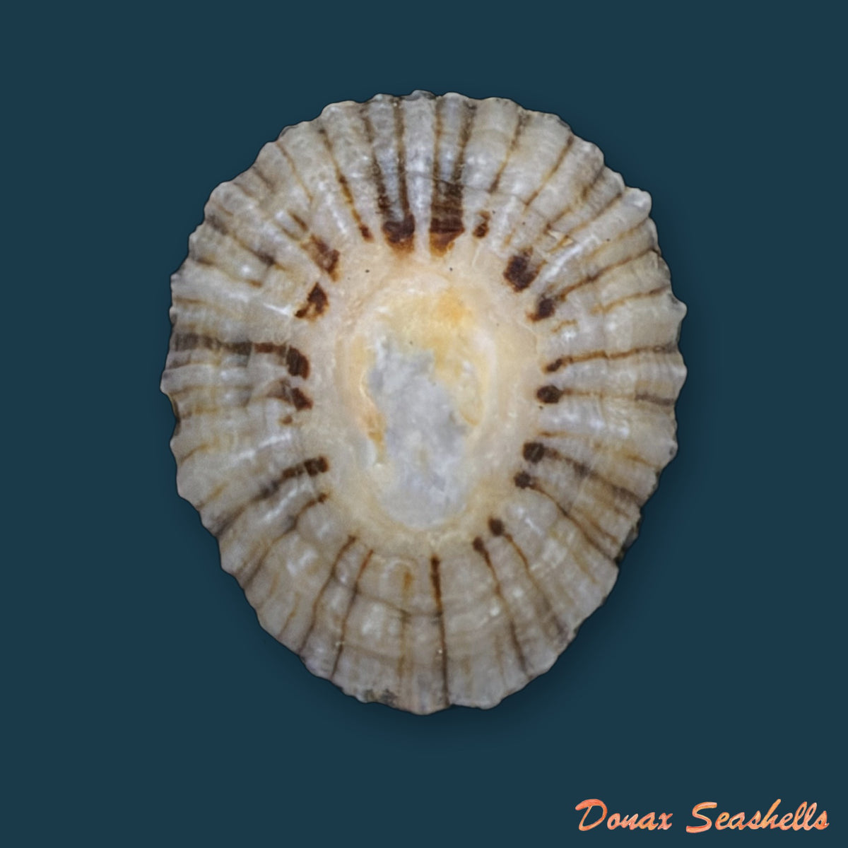 Patella depressa Pennant, 1777 - 34,3mm
