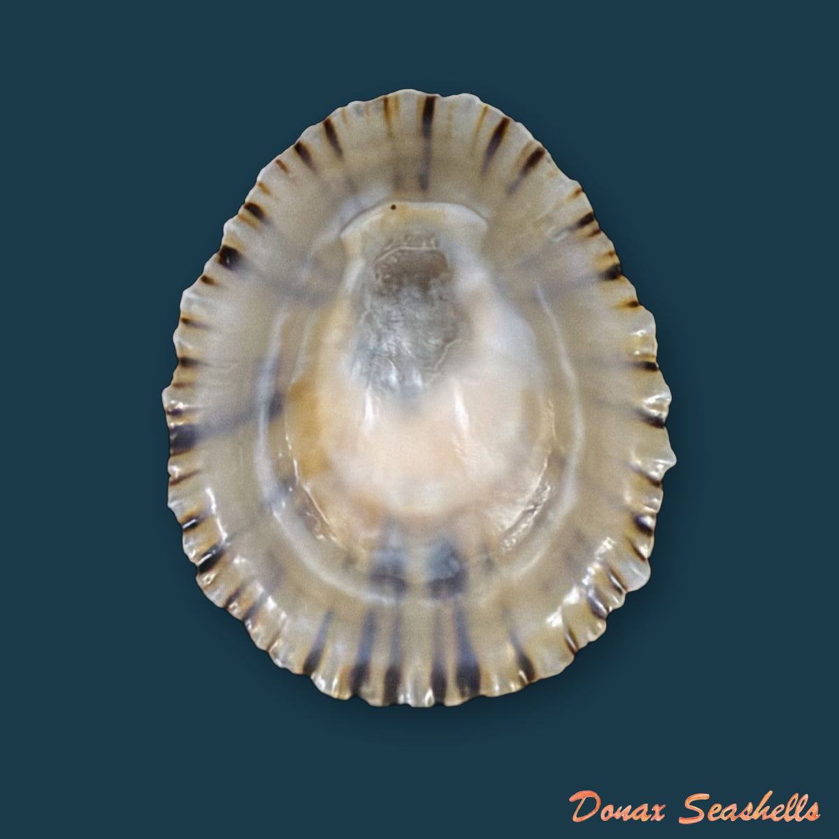 Patella depressa Pennant, 1777 - 34,3mm