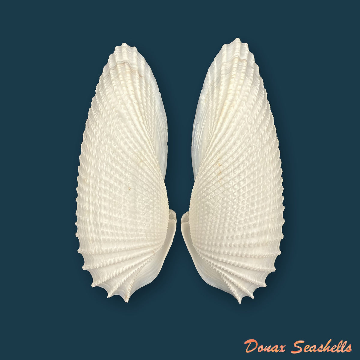 Cyrtopleura costata (Linnaeus, 1758) - 80,8mm