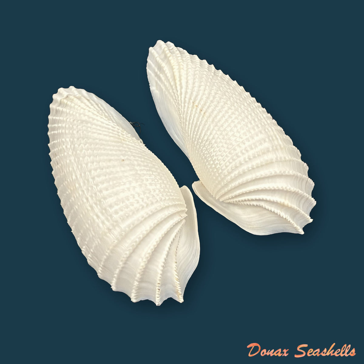 Cyrtopleura costata (Linnaeus, 1758) - 80,8mm