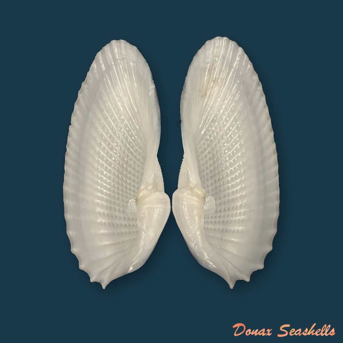 Cyrtopleura costata (Linnaeus, 1758) - 80,8mm