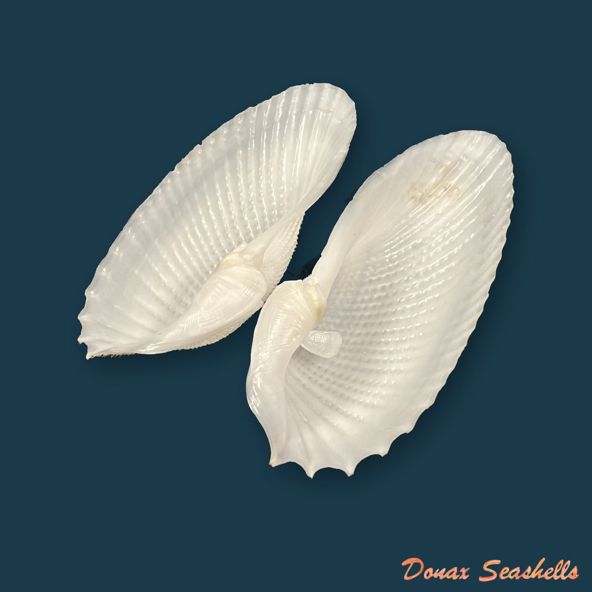 Cyrtopleura costata (Linnaeus, 1758) - 80,8mm