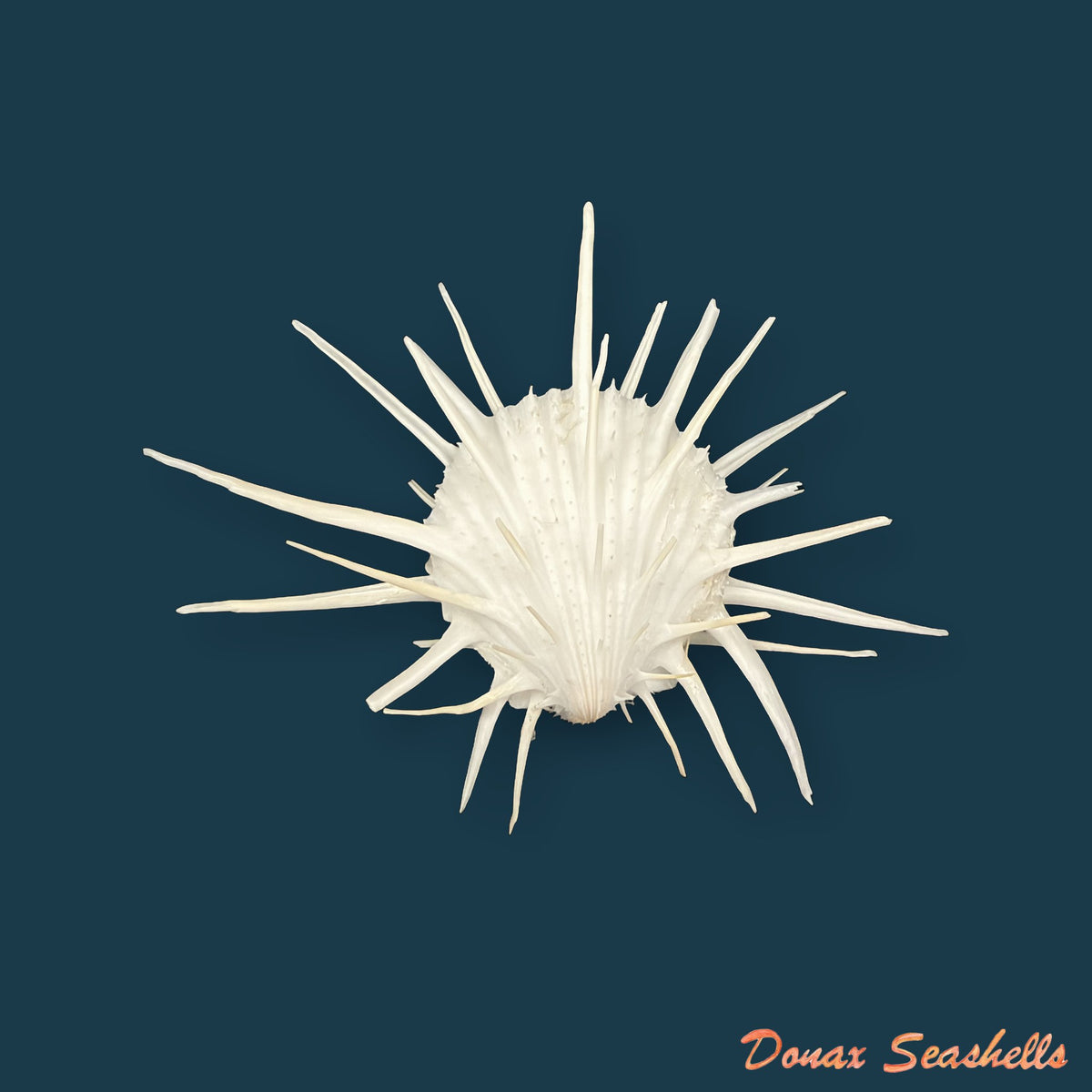 Spondylus imperialis Chenu, 1844 - 107,7mm