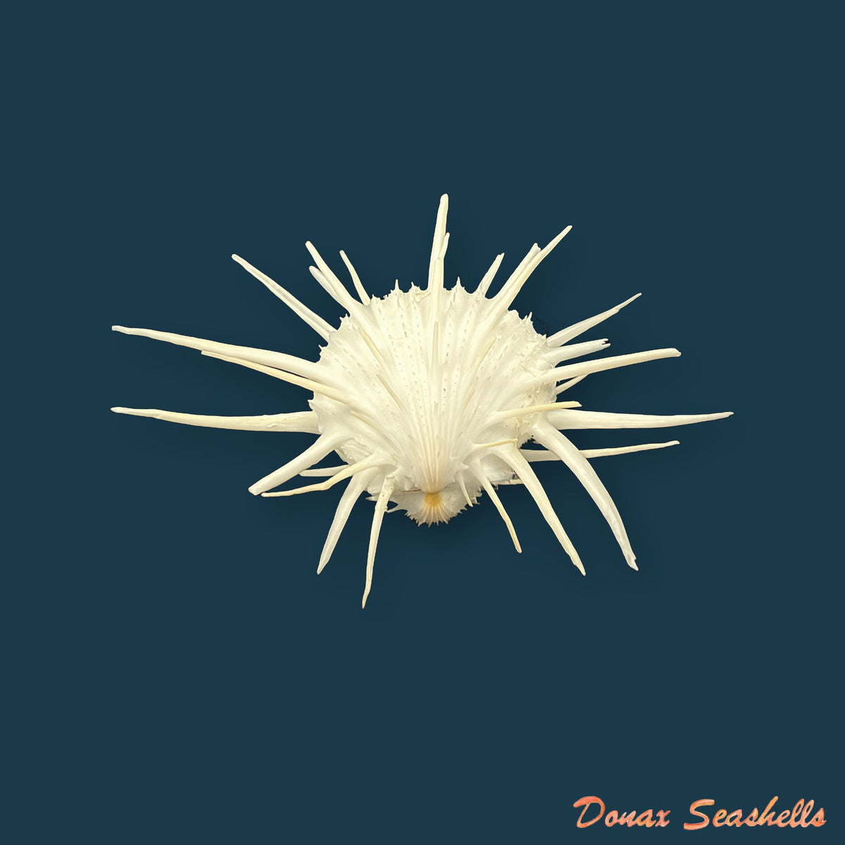Spondylus imperialis Chenu, 1844 - 107,7mm