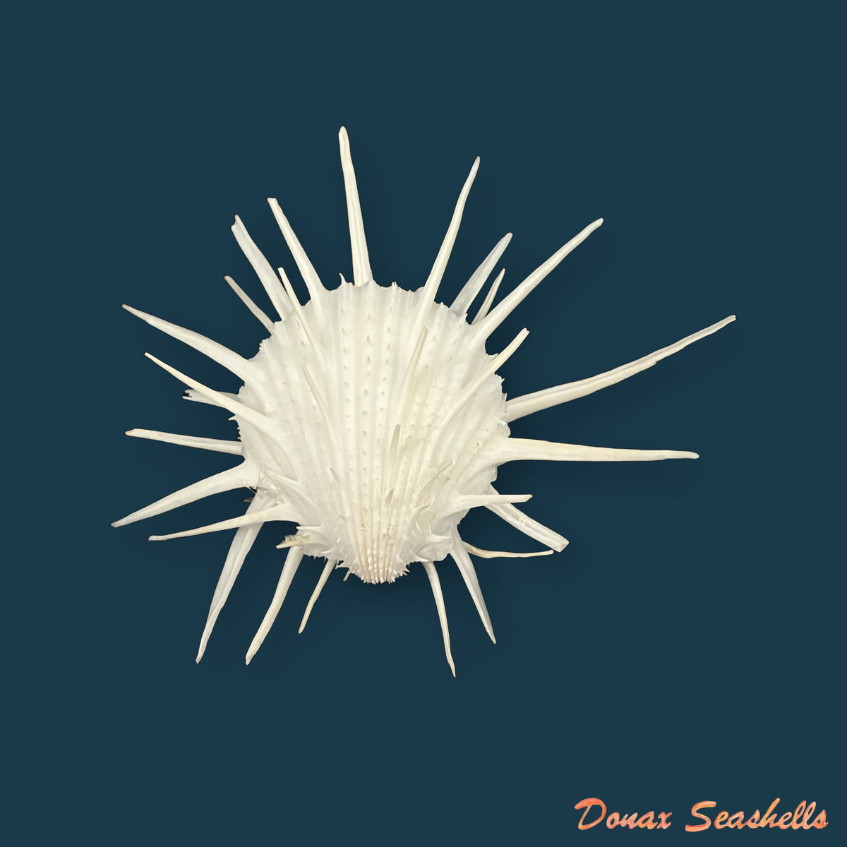 Spondylus imperialis Chenu, 1844 - 107,7mm