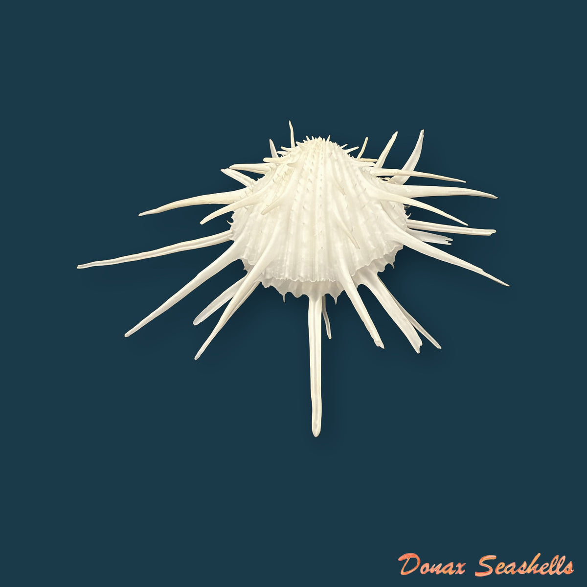 Spondylus imperialis Chenu, 1844 - 107,7mm