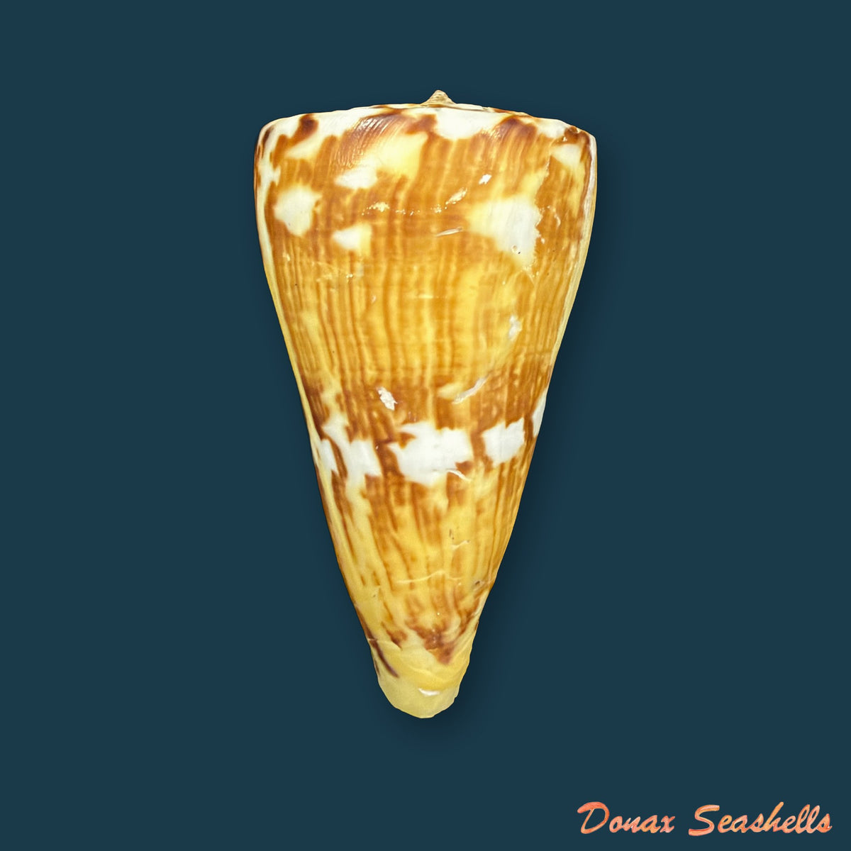 Conus riosi Petuch, 1986 - 65mm