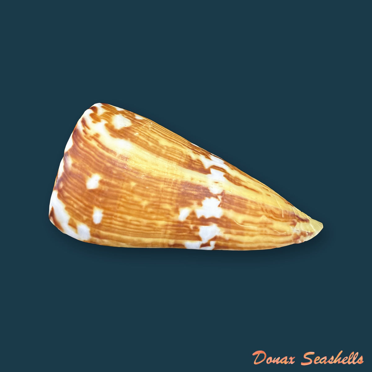 Conus riosi Petuch, 1986 - 65mm