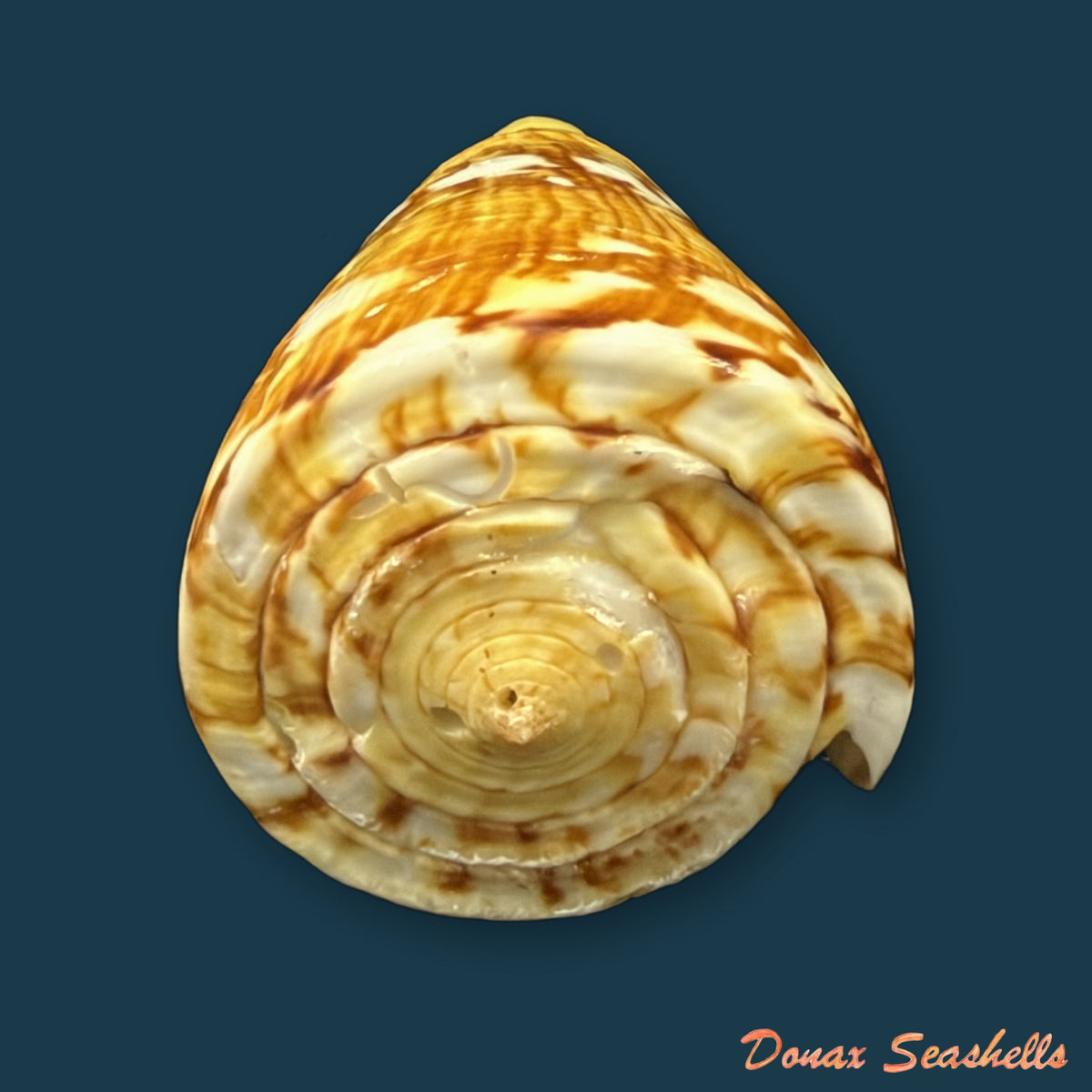 Conus riosi Petuch, 1986 - 65mm