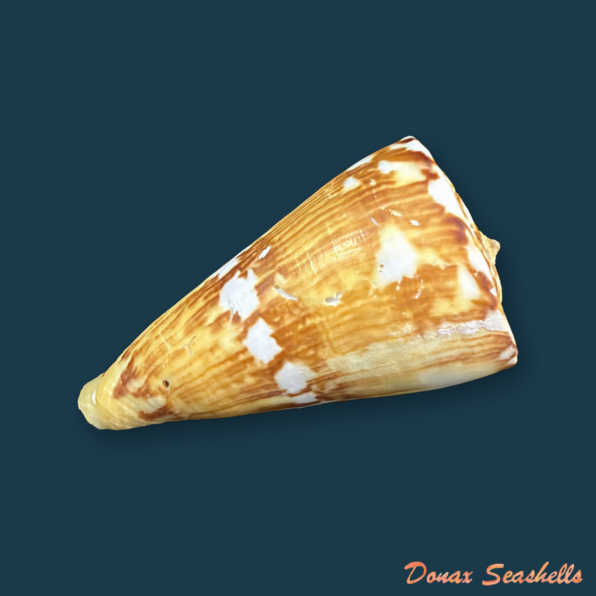 Conus riosi Petuch, 1986 - 65mm