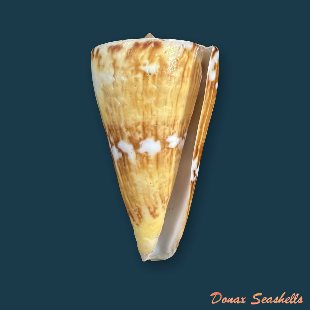 Conus riosi Petuch, 1986 - 65mm