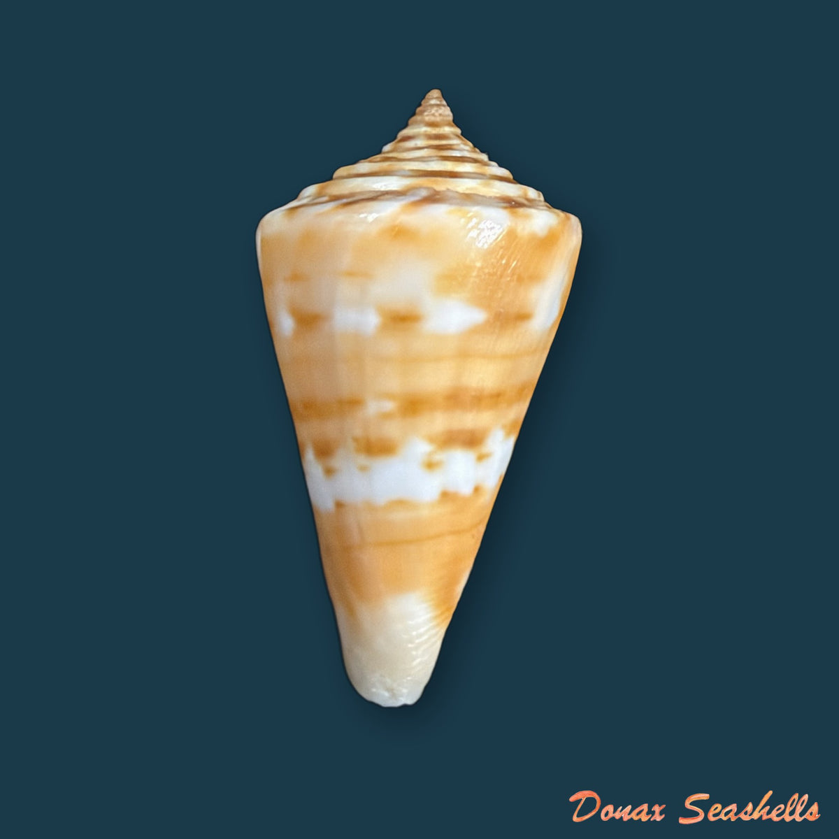 Conus carioca Petuch, 1986 - 32,7mm