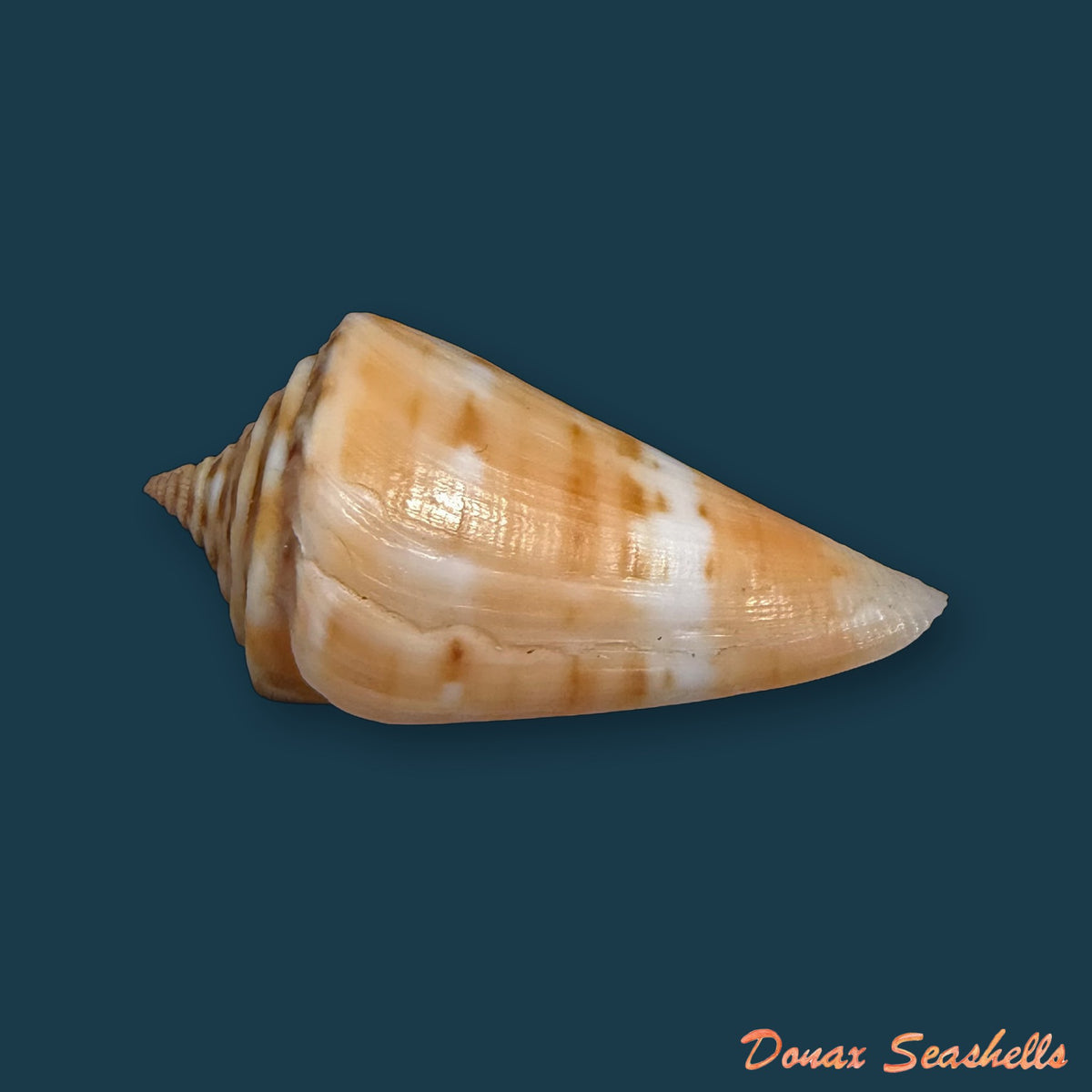 Conus carioca Petuch, 1986 - 32,7mm