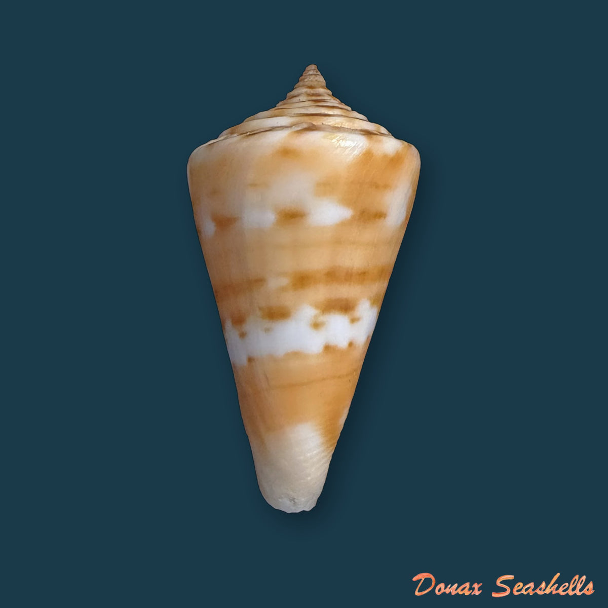 Conus carioca Petuch, 1986 - 32,7mm