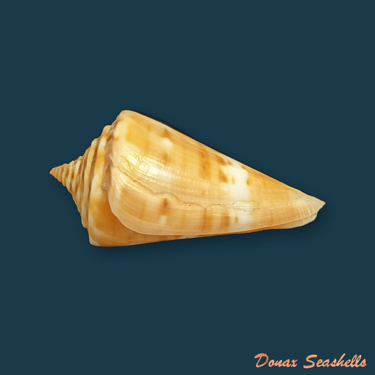 Conus carioca Petuch, 1986 - 32,7mm