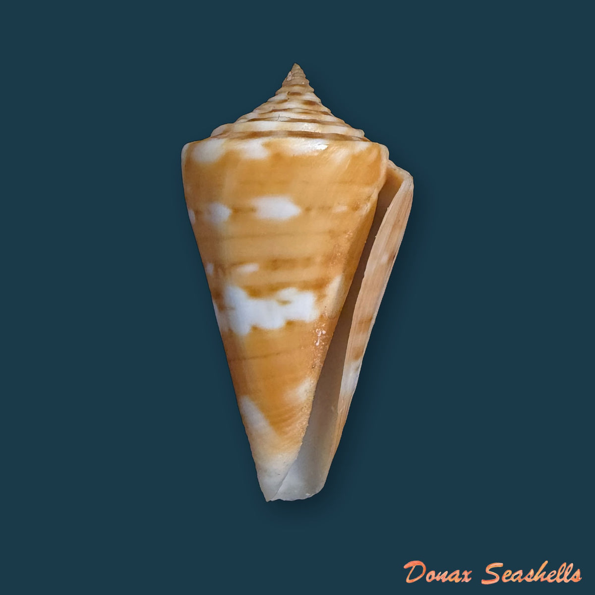 Conus carioca Petuch, 1986 - 32,7mm
