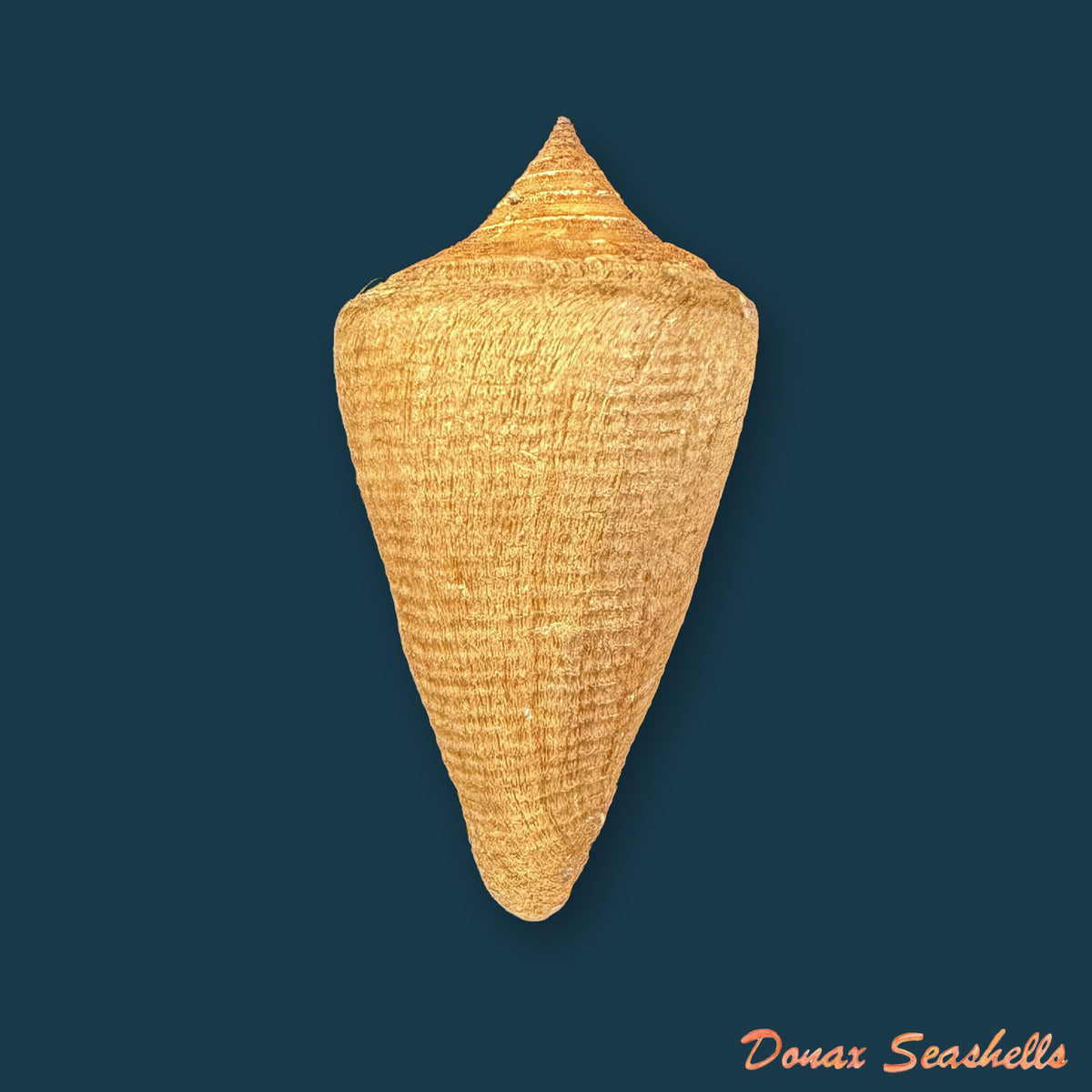 Conus hazinorum (Petuch & R. F. Myers, 2014) - 48,3mm