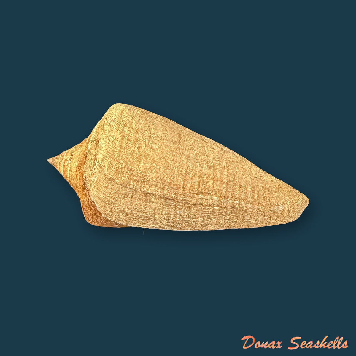 Conus hazinorum (Petuch & R. F. Myers, 2014) - 48,3mm
