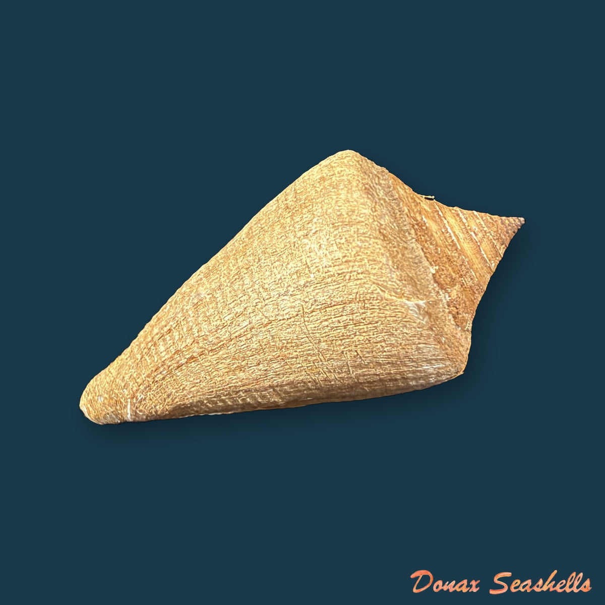 Conus hazinorum (Petuch & R. F. Myers, 2014) - 48,3mm