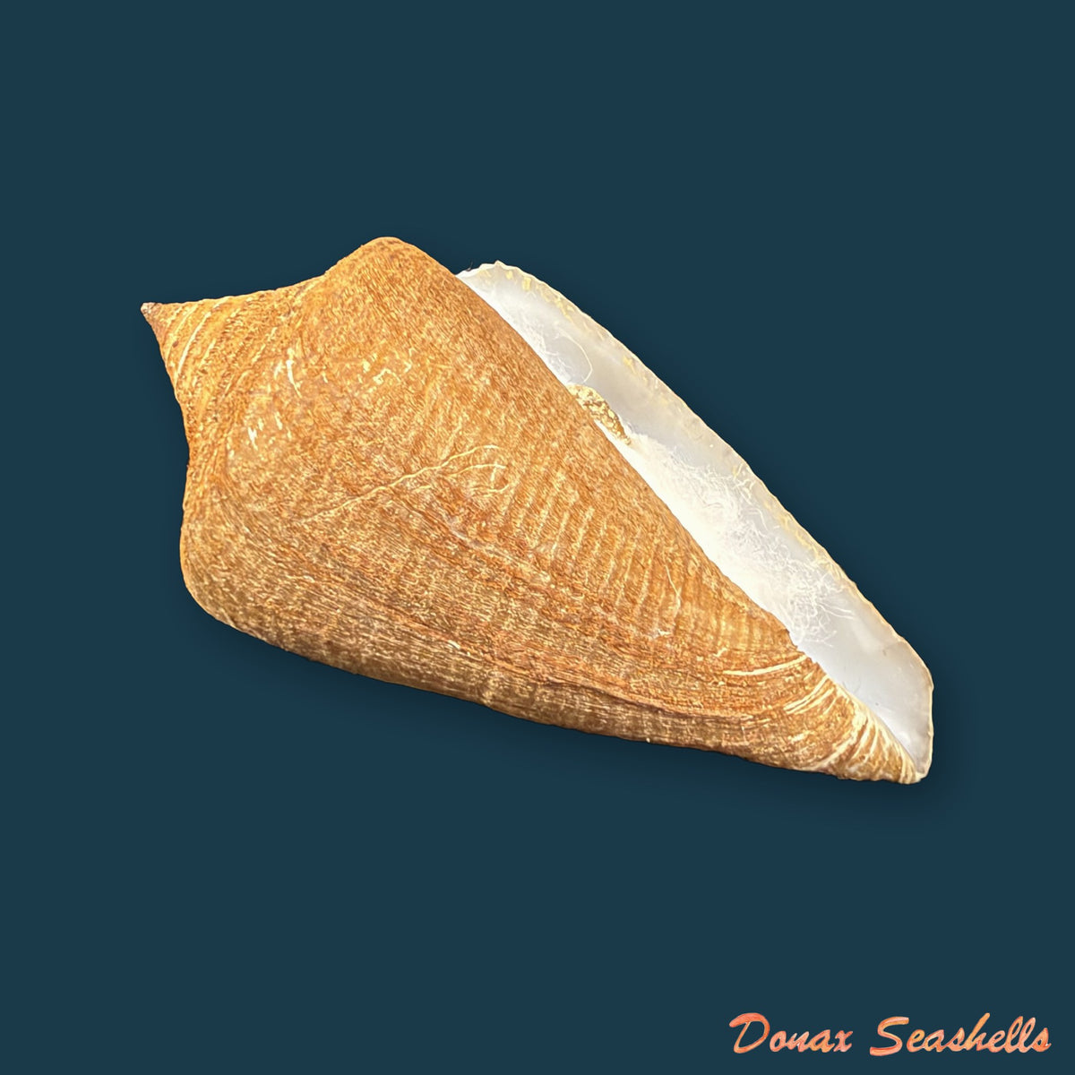 Conus hazinorum (Petuch & R. F. Myers, 2014) - 48,3mm