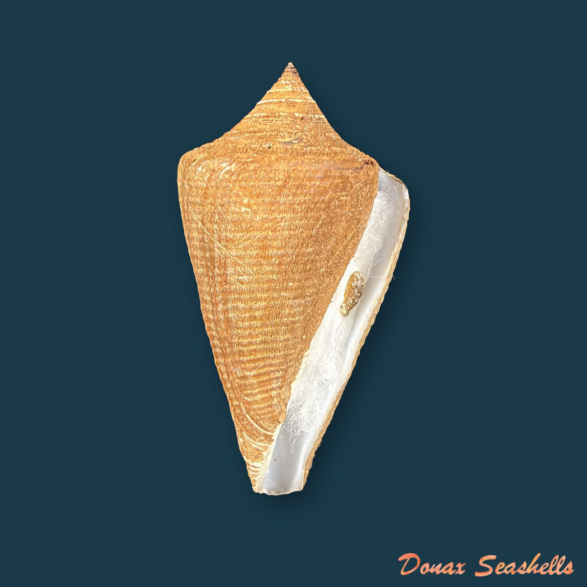 Conus hazinorum (Petuch & R. F. Myers, 2014) - 48,3mm